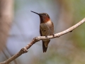 Ruby-throated Hummingbird -  South Padre Island
