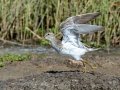 Pectoral Sandpiper - South Padre Island