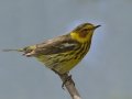 Cape May Warbler - South Padre Island