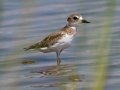 Wilson's Plover
