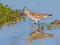 Pectoral Sandpiper - South Padre Island