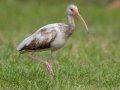 White Ibis - Juvenile - White Ibis - South Padre Island