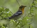 Blackburnian Warbler