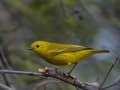 Yellow Warbler
