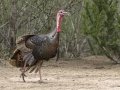 Wild Turkey