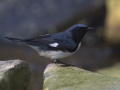 Black-throated Blue Warbler -  South Padre Island