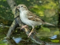 House Sparrow - South Padre Island