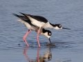 Black-necked Stilts -  South Padre Island