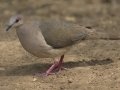 White-tipped Dove
