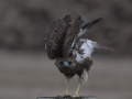 White-tailed Hawk -Juvenile