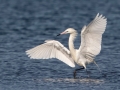 Reddish Egret - White Morph - South Padre Island