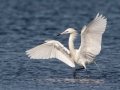 Reddish Egret - White Morph - South Padre Island