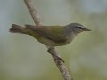 Tennessee Warbler - South Padre Island