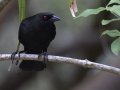 Bronzed Cowbird - Martin Refuge, Penitas