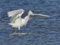 Reddish Egret - White Morph - South Padre Island
