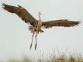 Great Blue Heron - South Padre Island