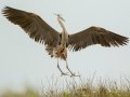 Great Blue Heron - South Padre Island