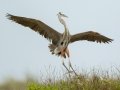 Great Blue Heron - South Padre Island
