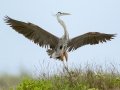 Great Blue Heron - South Padre Island