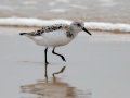 Sanderling - South Padre Island