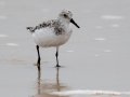 Sanderling - South Padre Island