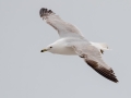 Ring-billed Gull - South Padre Island