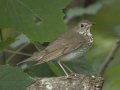 Gray-cheeked Thrush