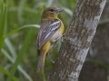 Baltimore Oriole - South Padre Island