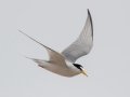 Least Tern - South Padre Island