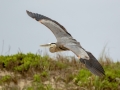Great Blue Heron - South Padre Island