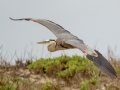 Great Blue Heron - South Padre Island