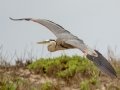 Great Blue Heron - South Padre Island
