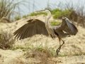 Great Blue Heron - South Padre Island