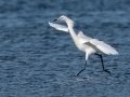 Reddish Egret - White Morph - South Padre Island
