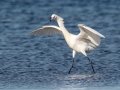 Reddish Egret - White Morph - South Padre Island