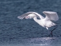 Reddish Egret - White Morph - South Padre Island