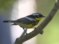 Magnolia Warbler - South Padre Island