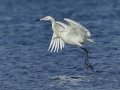 Reddish Egret - White Morph - South Padre Island