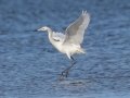 Reddish Egret - White Morph - South Padre Island