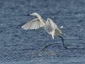 Reddish Egret - White Morph - South Padre Island
