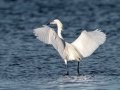 Reddish Egret - White Morph - South Padre Island