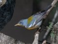 Northern Parula female - South Padre Island