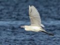 Reddish Egret - White Morph - South Padre Island