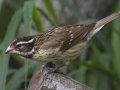 Rose-breasted Grosbeak - South Padre Island
