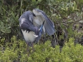 Tricolored Heron - South Padre Island