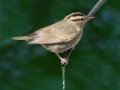 Worm-eating Warbler