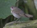 Gray-cheeked Thrush - South Padre Island