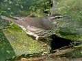 Northern Waterthrush - South Padre Island