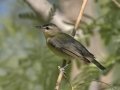 Philadelphia Vireo - South Padre Island