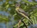 Philadelphia Vireo - South Padre Island
